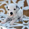 AKC Dalmatian puppies