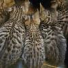 Bengal Kittens - Vaccinated & Ready for new Homes