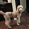 Spayed Small standard poodle