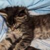 Half American shorthair kittens for sale