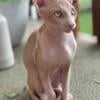 Male Canadian Sphynx/sphinx