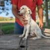 Male Llewellin setter 4 months old