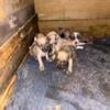 Pitt bull puppies for sale  Chinaman pups 