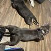 American Bully (Pocket)