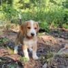 AKC Short legged Beagle pup