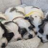 Malshi Pups!