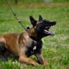 AKC Imported Male Belgian Malinois for Stud