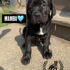 Mastiff cane corso pups !