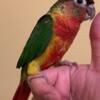 Rare Beautiful High Red Yellow Sided Green Cheek Conure Baby