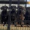 Cane corso puppies