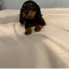 Mini dachshunds puppies