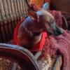 Expecting standard xoloitzcuintli akc registered