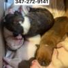 Bulldogs Puppies for sale