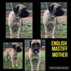 English Mastiff/Boxer puppies coming soon
