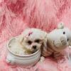 Maltese, Yorkshire Terriers, Chihuahuas, Poodles, Pomeranian