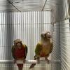 Pineapple Green Cheek Conure Males