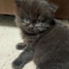 Black Scottish fold kittens