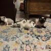 4 Siamese Ragdoll Sphynx X boys 