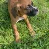 AKC Boxer Puppies - Palm Coast