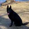 Akc Solid black German Shepherd stud (Proven)