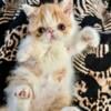 Beautiful Exotic Shorthair Kittens! CFA