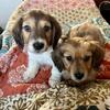 Miniature Dachshund 