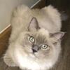 Female TICA registered Ragdoll