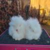 Purebred Lionhead Bunnies