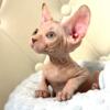 Male Sphynx kitten ready to go