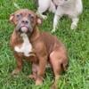 American bully for sale