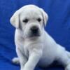 Yellow Lab Puppies for sale