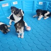 Wirefox terrier puppies