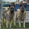 Rehoming 2 male Norwegian Elkhound, 1 yr old