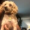 Rehoming of Apricot Toy Poodle