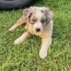 Australian Shepherd (miniatures)