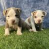 Pocket Bully puppies