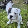 Mini Bulldog Puppies available now!