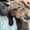 Labradoodle Puppies