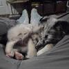 Sheltie Boy Bubbles