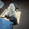 Blue tri English Bulldog studding out