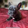 🐾French Bulldog Puppies – 6 weeks 🐾
