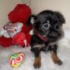 10 wk old Chihuahua/Yorkie Puppy Male Only