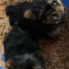 Teacup Yorkshire Terrier Pups 2 boys 1 girl 8 weeks old ready now