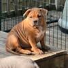 American Bully Females 3 months UPDATED PICS