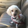Toy Poodle Female 2 years old