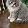 Maine coon