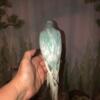 Blue Pied Female Indian Ring Neck Baby