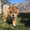 Chow chow female