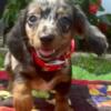 Miniature Dachshund siblings seeking good homes