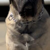 AKC English mastiffs